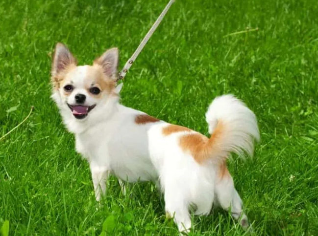 leashed dog outside on grass