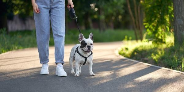 dog with human on walk