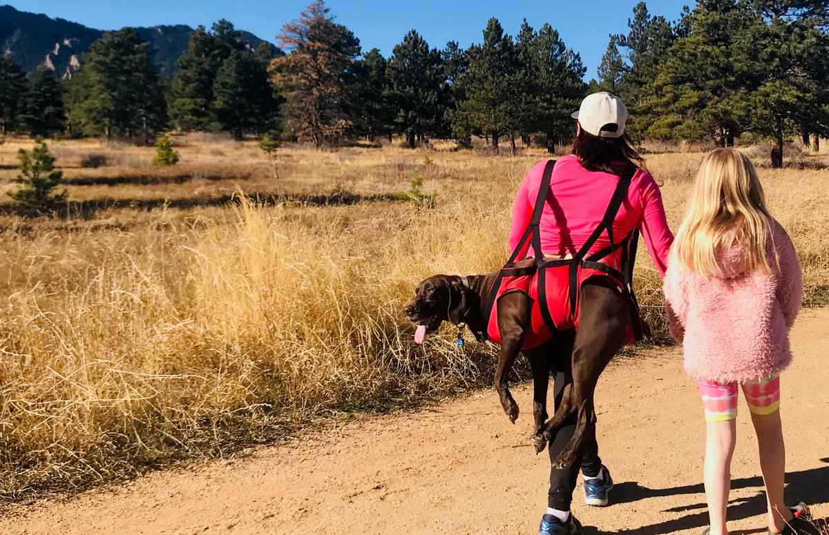 dog carried in sling outside
