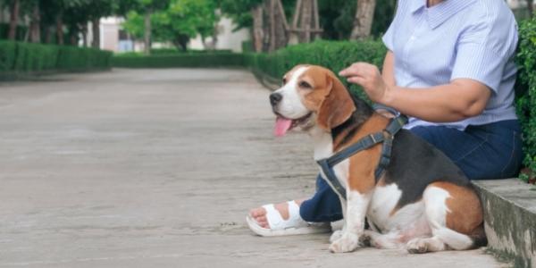 heavy set dog being walked outside