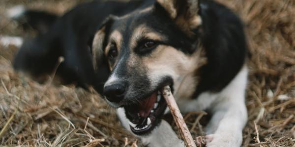 dog chewing on bone