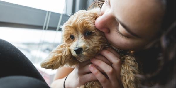 small dog being adopted