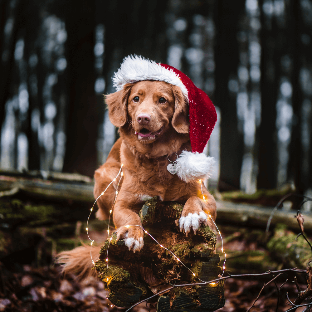 Gifts for Dogs