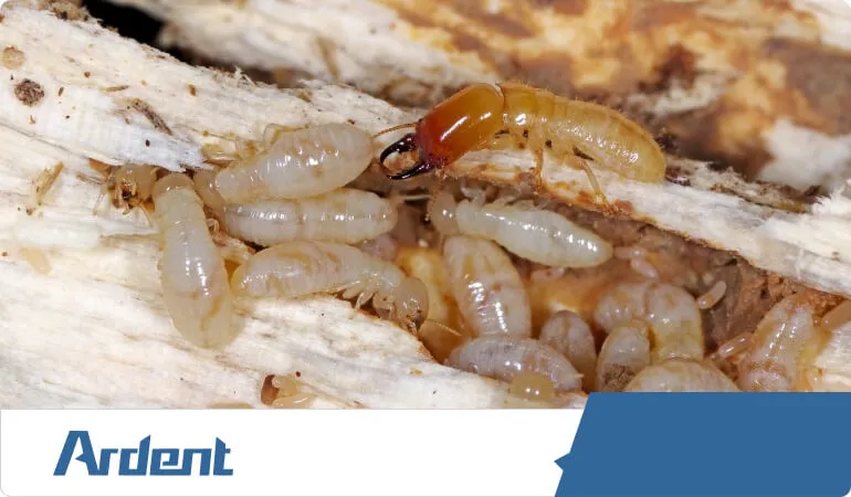 drywood-termites