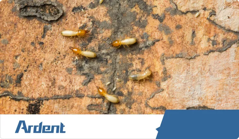 formosan-termites