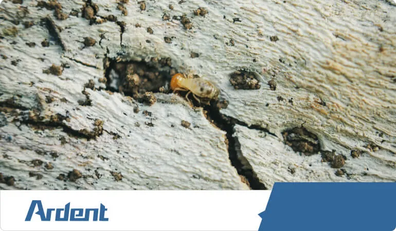 subterranean-termites