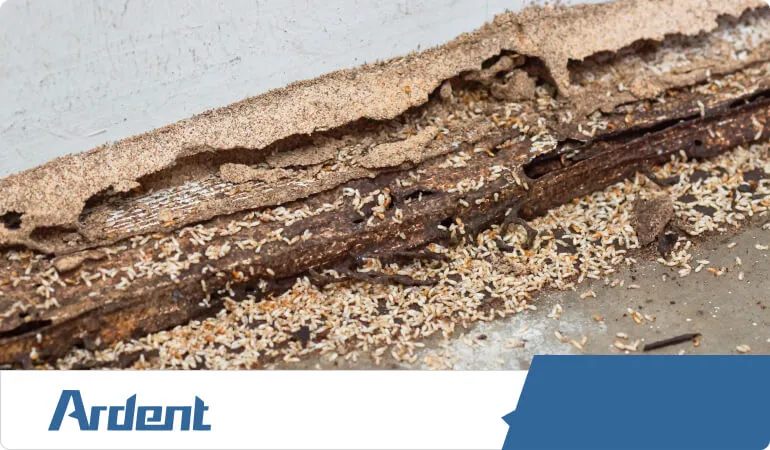 spotting-termite-infestation
