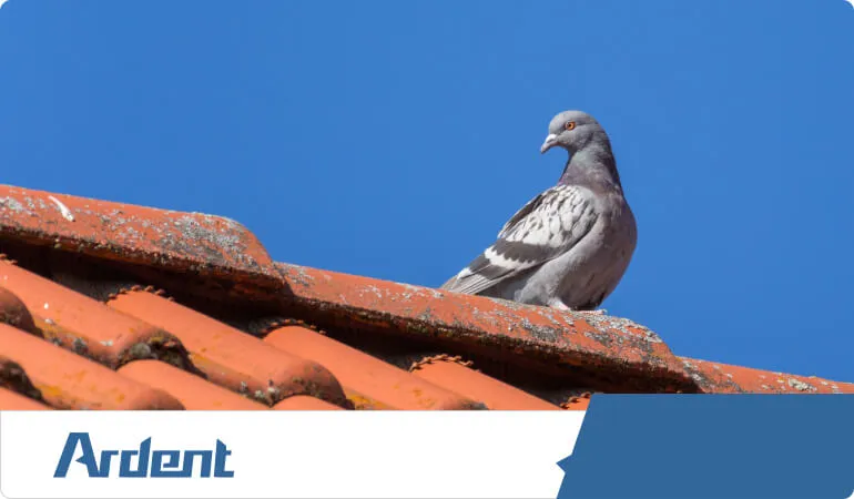 commercial-services-bird-control