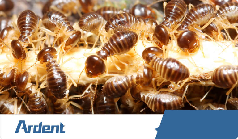 termite-extermination-and-control-in-knoxville