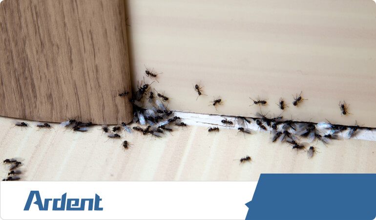 controlling-ants-in-las-vegas