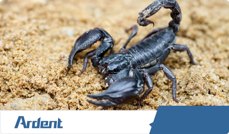 controlling-scorpions-in-las-vegas