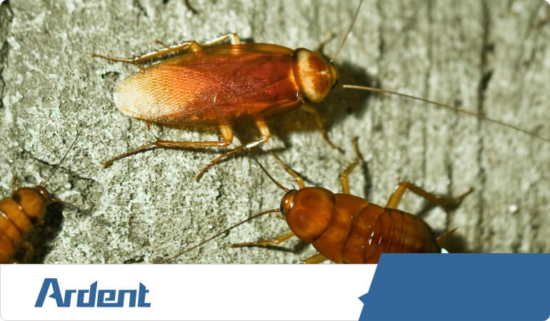 cockroach-control-in-dallas