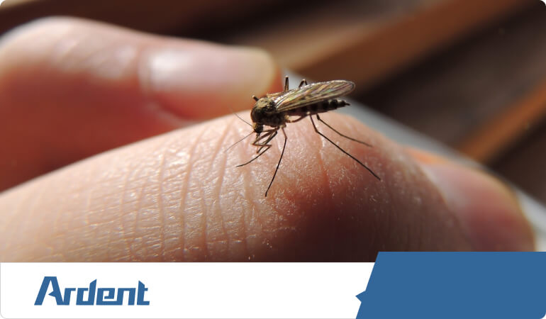 mosquito-control-in-dallas