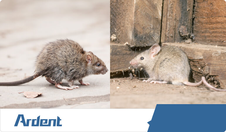 rodents-mice-and-rats-control-in-dallas