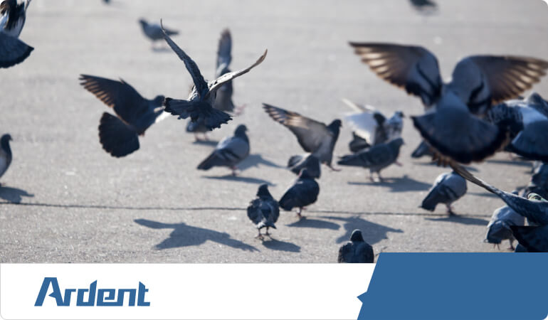 bird-control-in-dallas