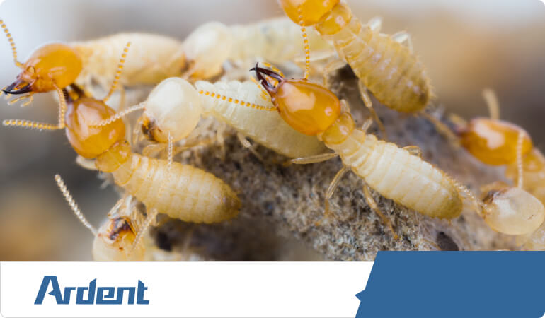 termite-control-in-oklahoma
