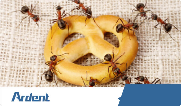 ant-control-in-oklahoma