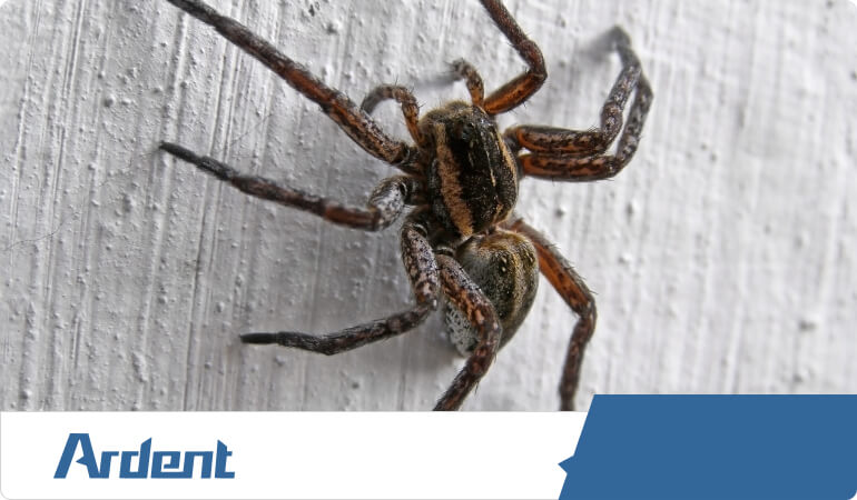 spider-control-in-charlotte-nc