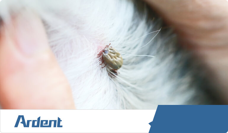 tick-control-in-charlotte-nc
