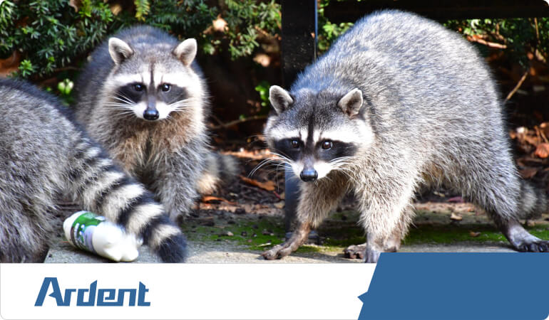 wildlife-control-in-charlotte-nc