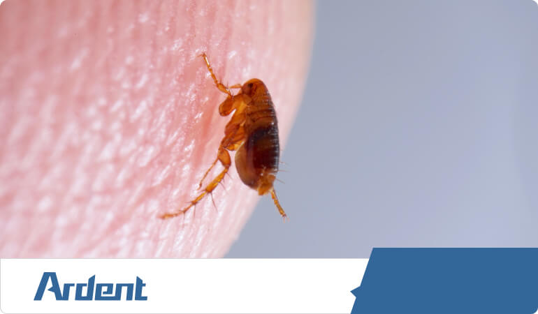 flea-extermination-in-charlotte-nc