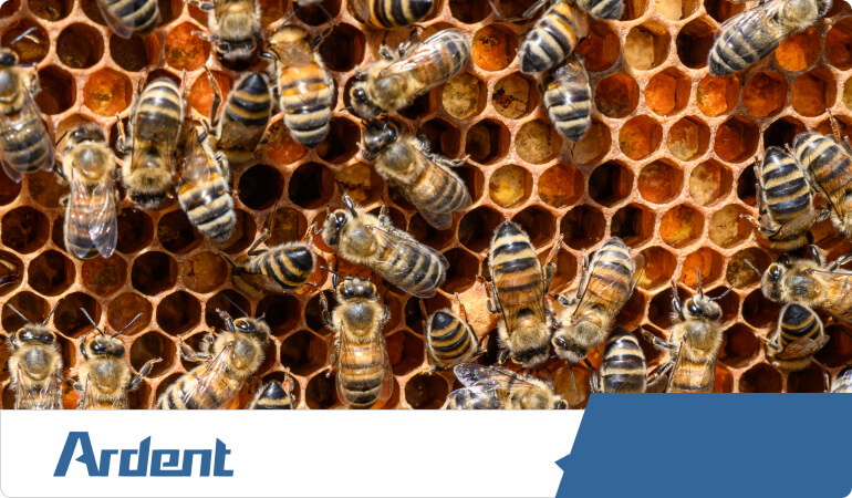 bee-and-wasp-removal-in-charlotte-nc