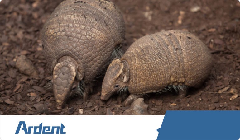 armadillo-control-in-san-antonio
