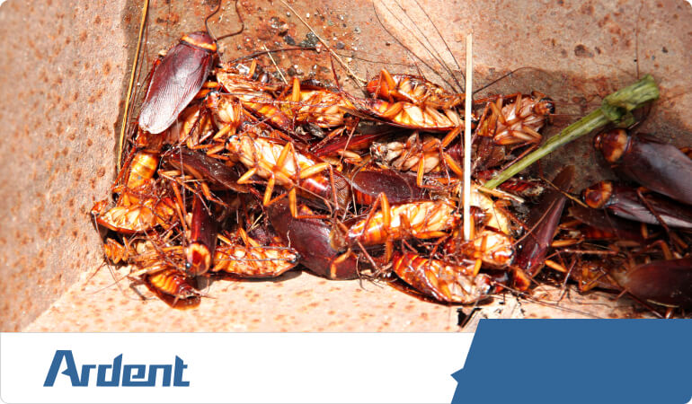 cockroach-control-in-oklahoma