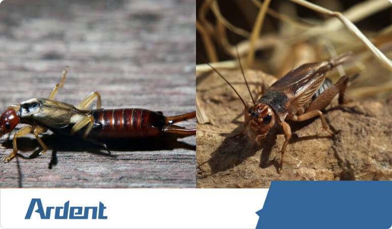 earwig-and-cricket-control-in-oklahoma