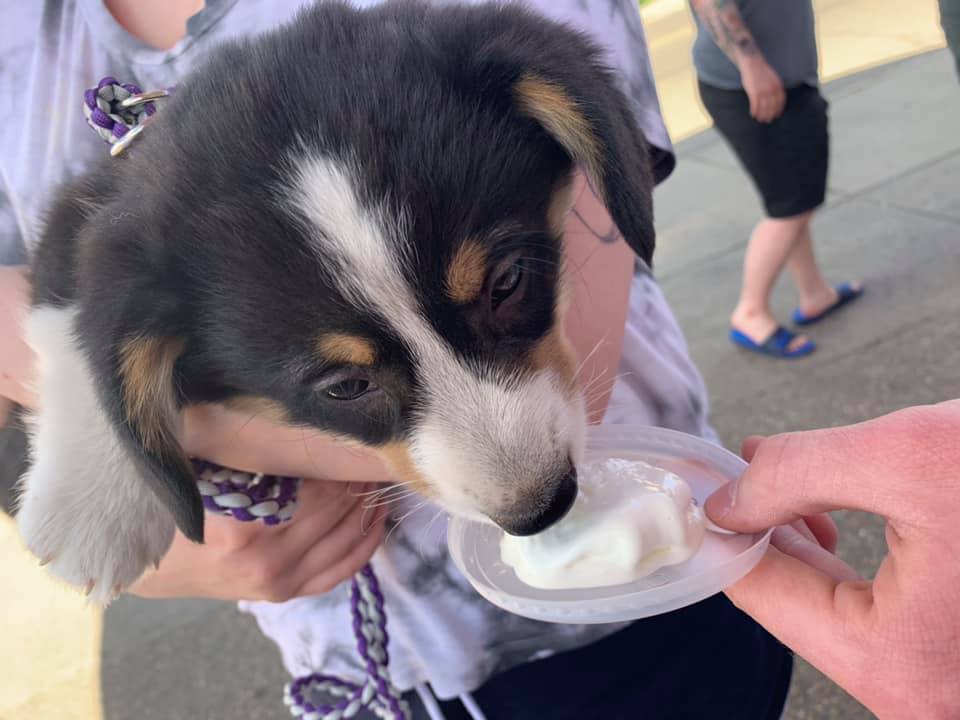 Dog Friendly Patio at Station Coffee Co.