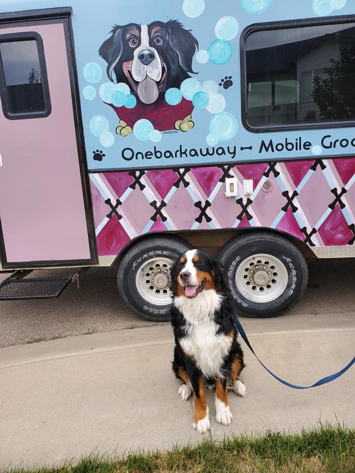 Onebarkaway Mobile Grooming Business Listing Tourism Medicine Hat