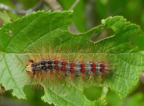 Gypsy moth larva and feeding damage. Photo by Bill McNee, Wisconsin Department of Natural Resources, Bugwood.org.