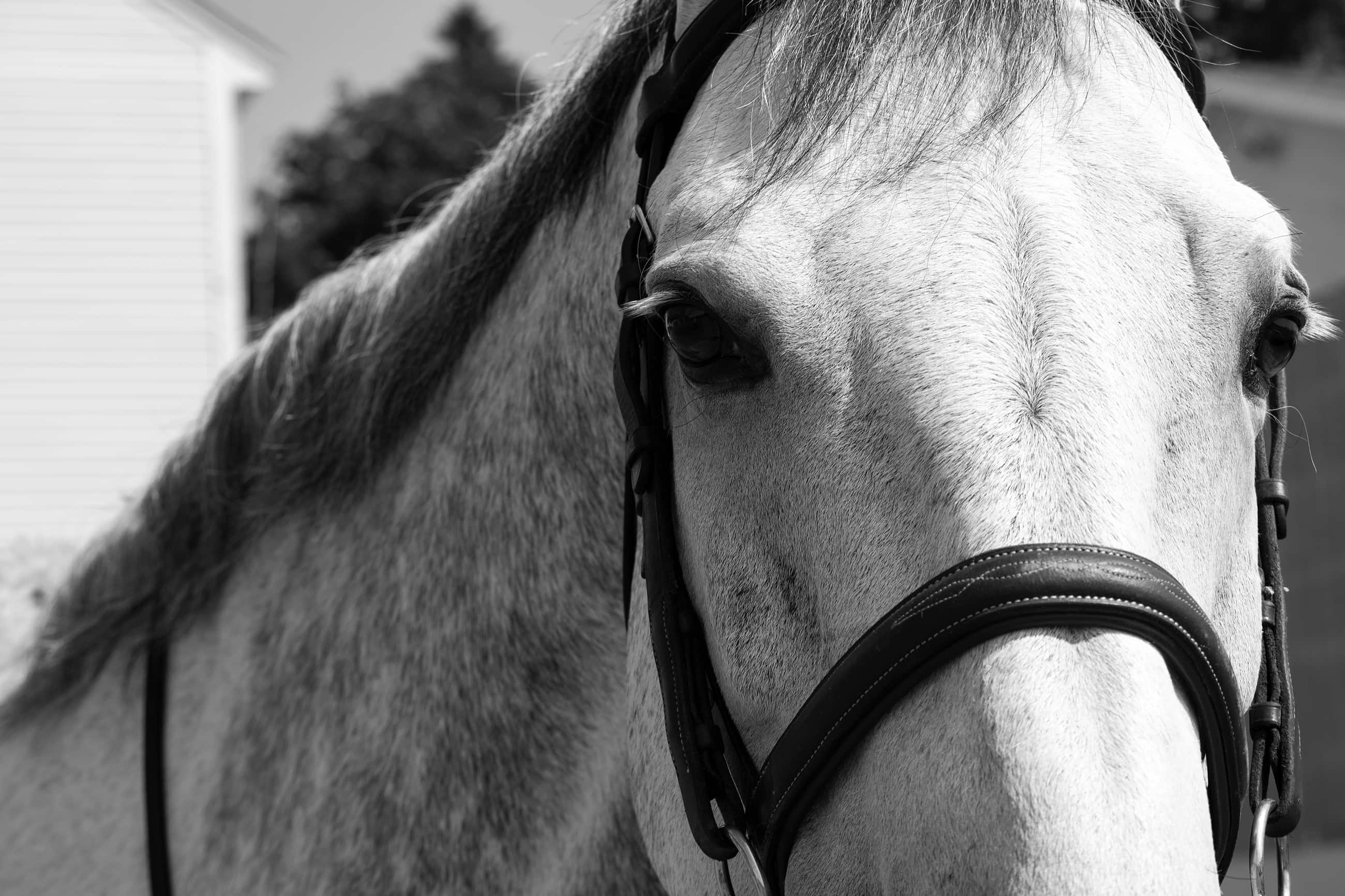 Services Silverstone Stables & Farms