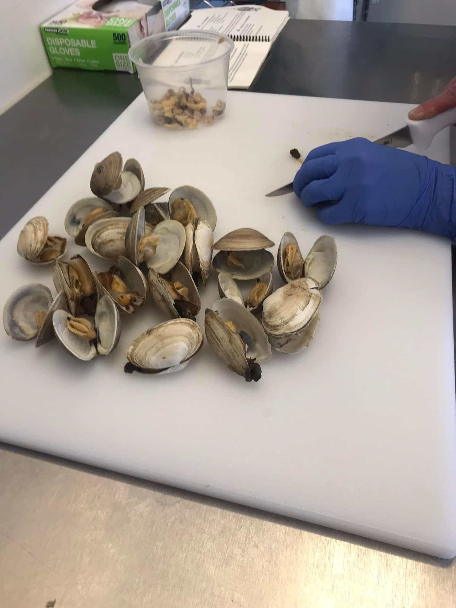 Ipswich Clams Singing Waters Seafood