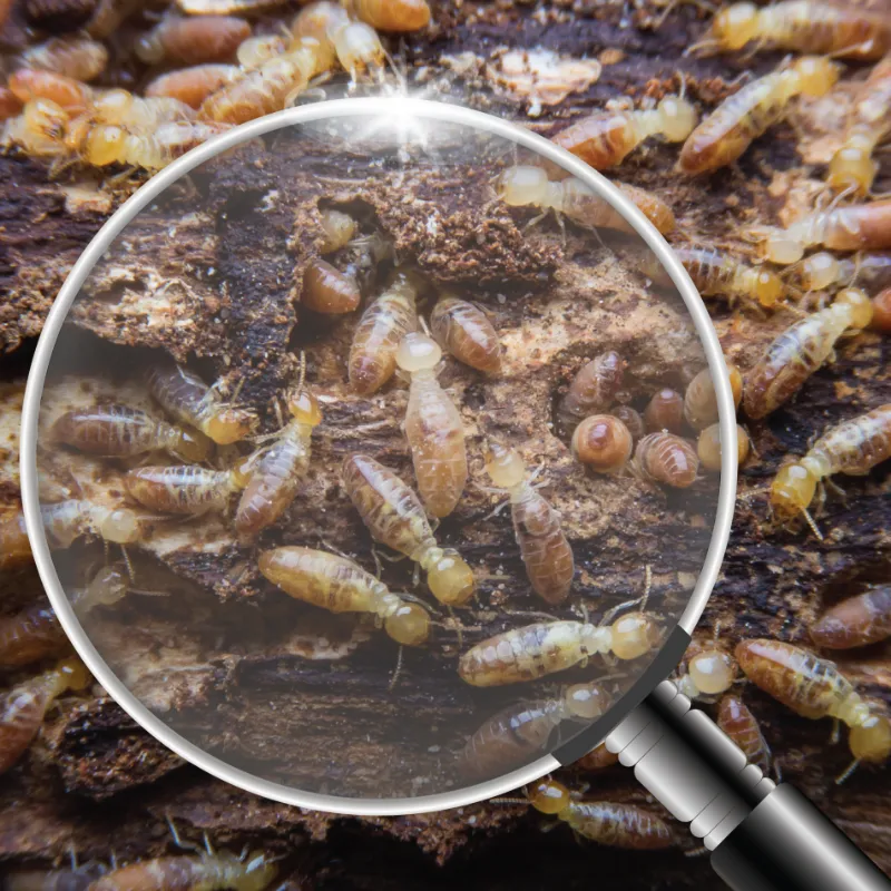 Termite Inspection Fee How Much Is A Termite Inspection Cost? – YVDL