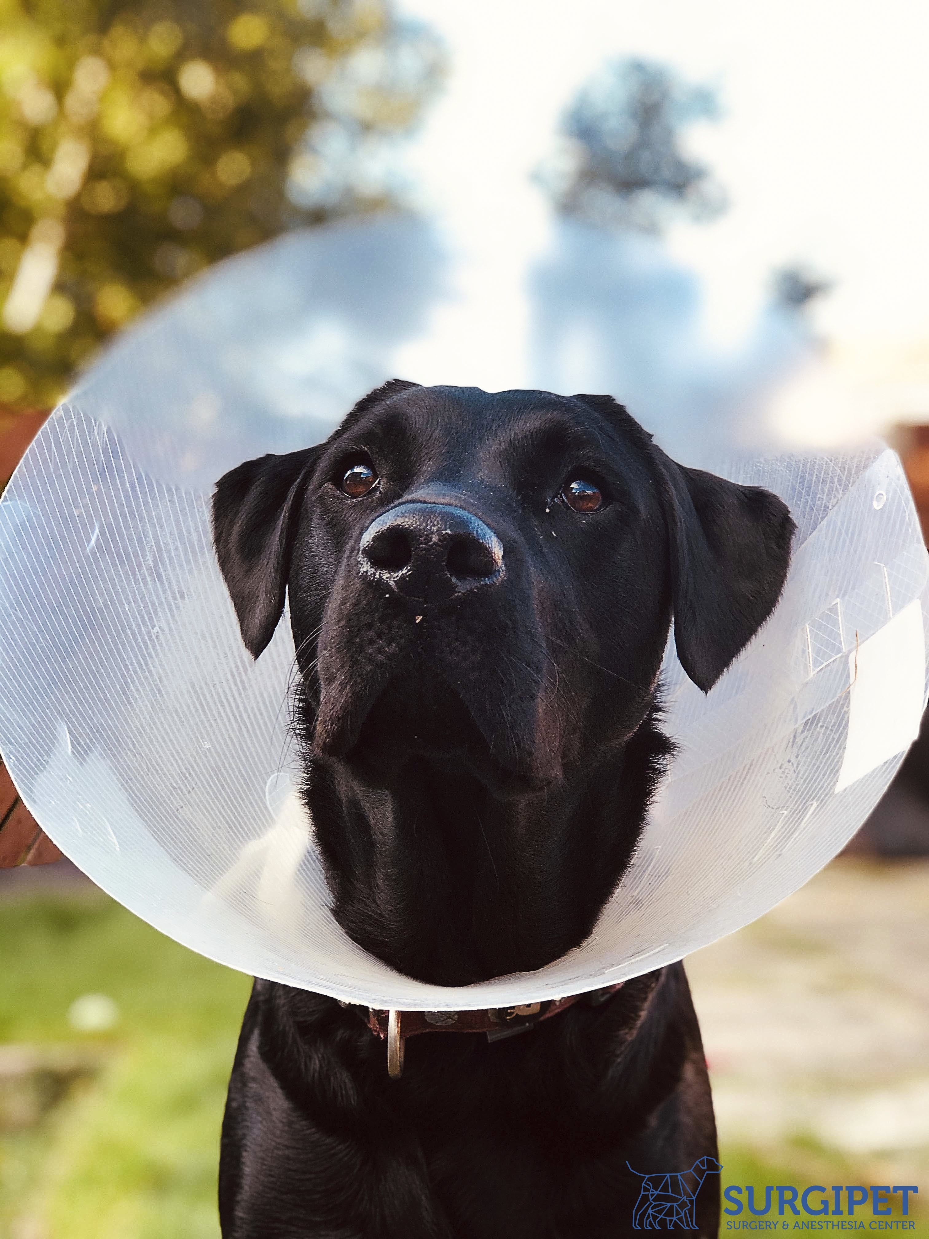 How Long Does A Dog Have To Wear A Cone After Tplo Surgery