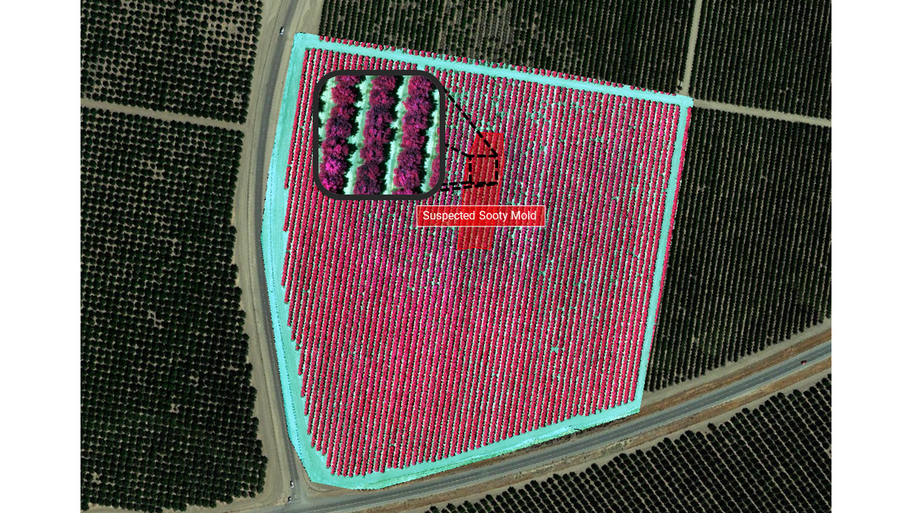 suspected pest outbreak - aerial shot
