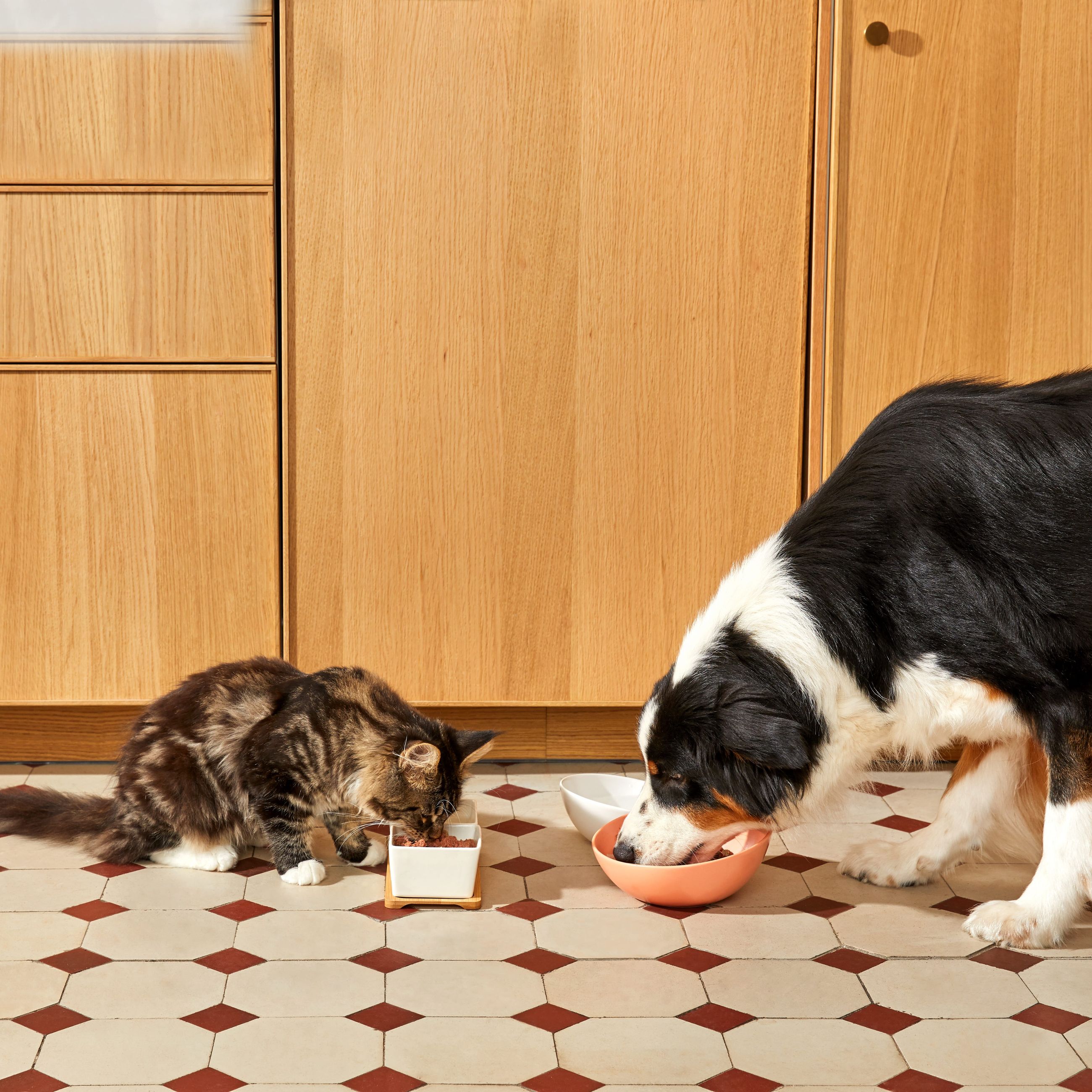 Japhy - Alimentation sur-mesure pour chiens et chats