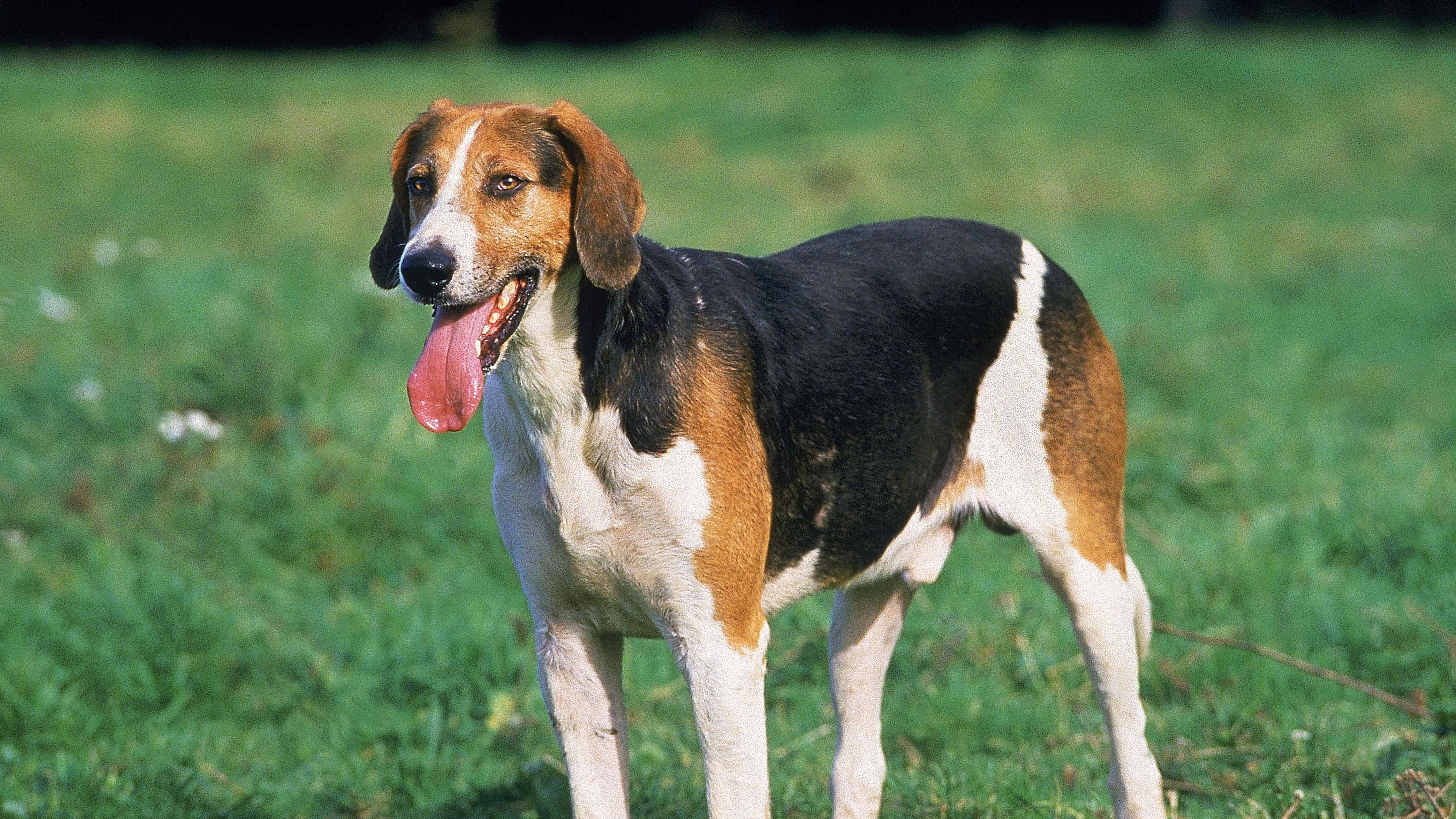 Croquettes pour Foxhound Anglais Croquettes sur mesure