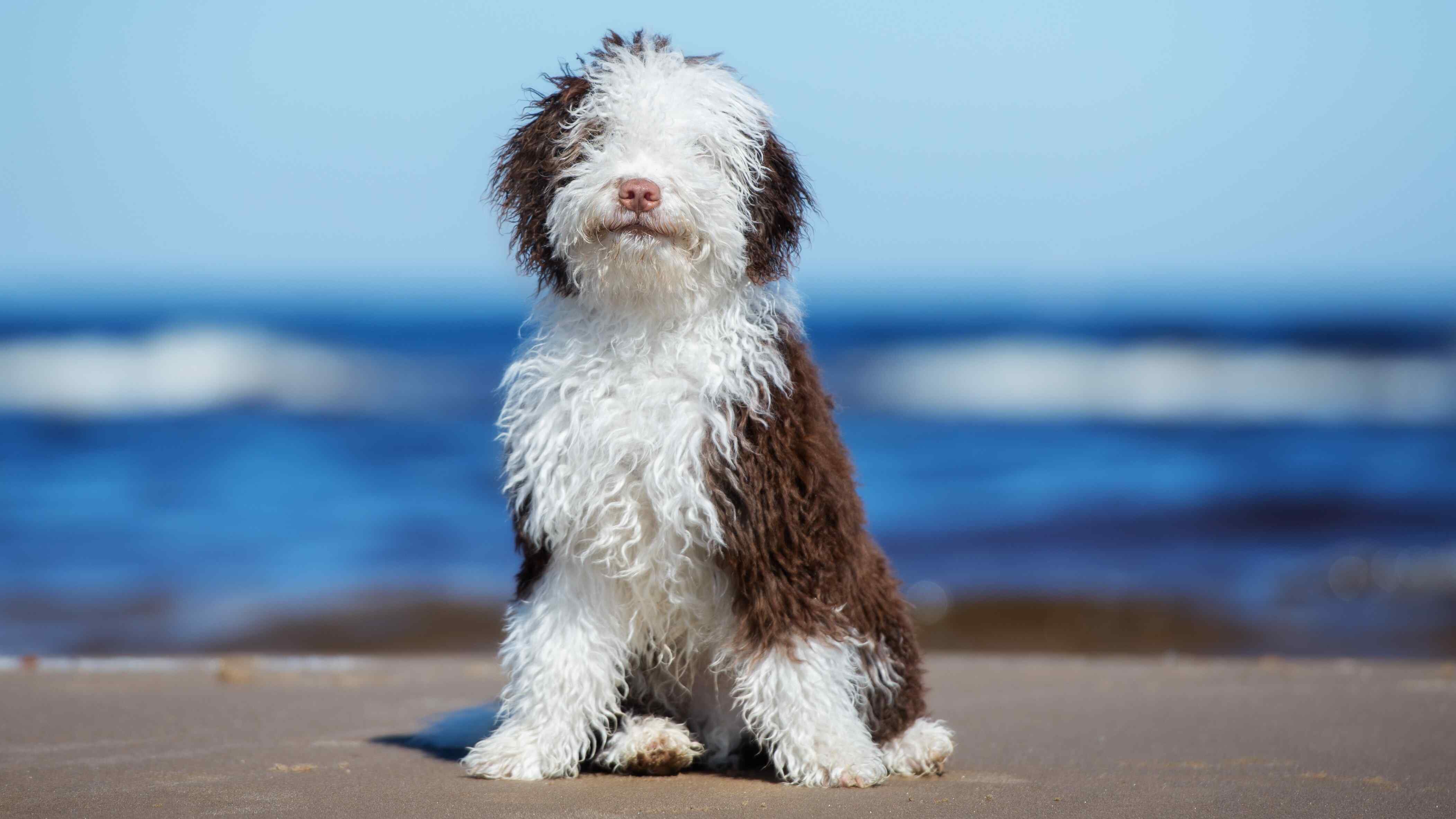 Comment Dit On Chien En Espagnol Croquettes pour Chien d'eau Espagnol - Croquettes sur mesure