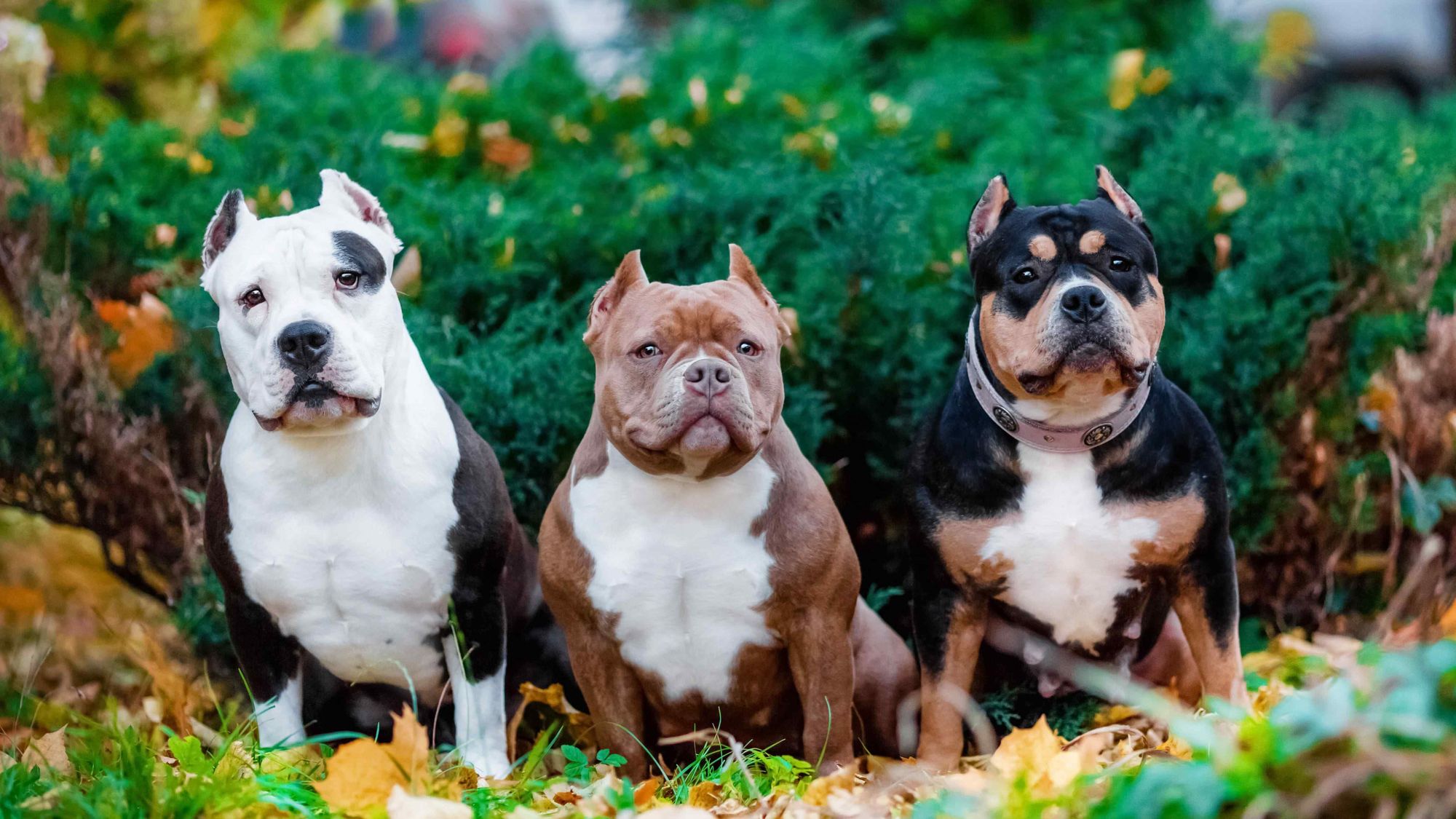 Croquettes pour American Bully Croquettes sur mesure
