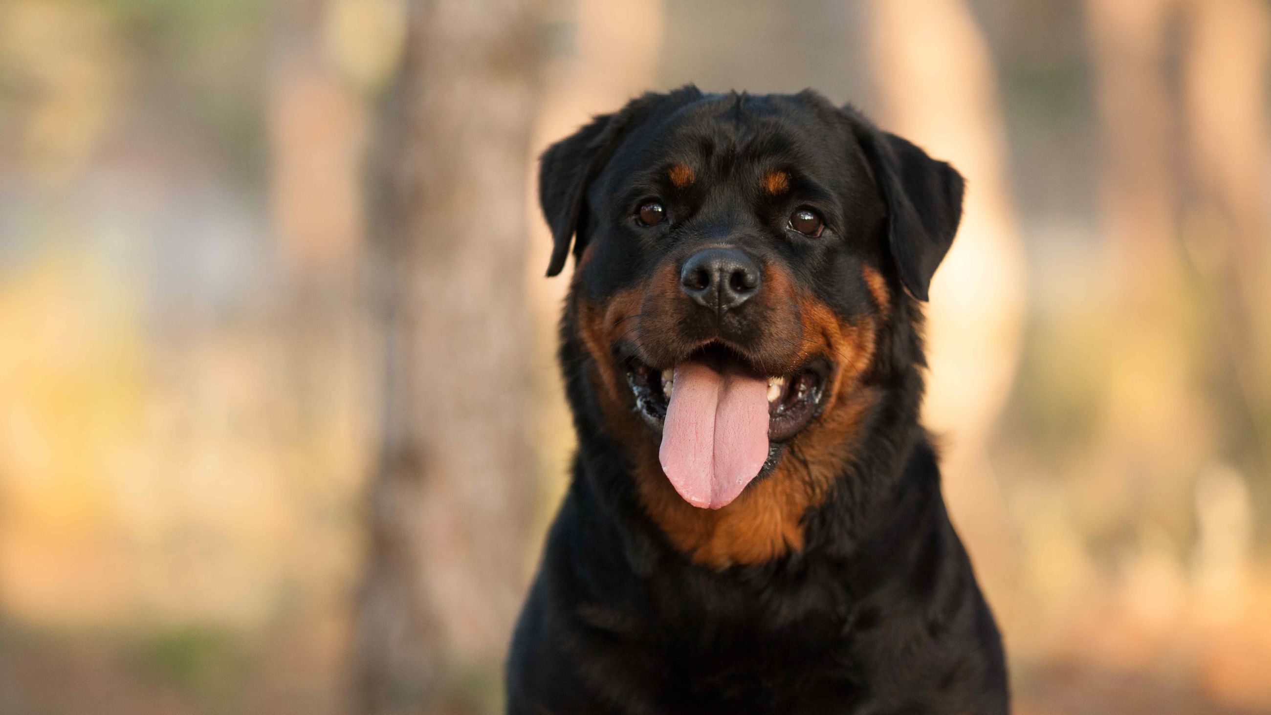 Liste de toutes les races de chien - Japhy