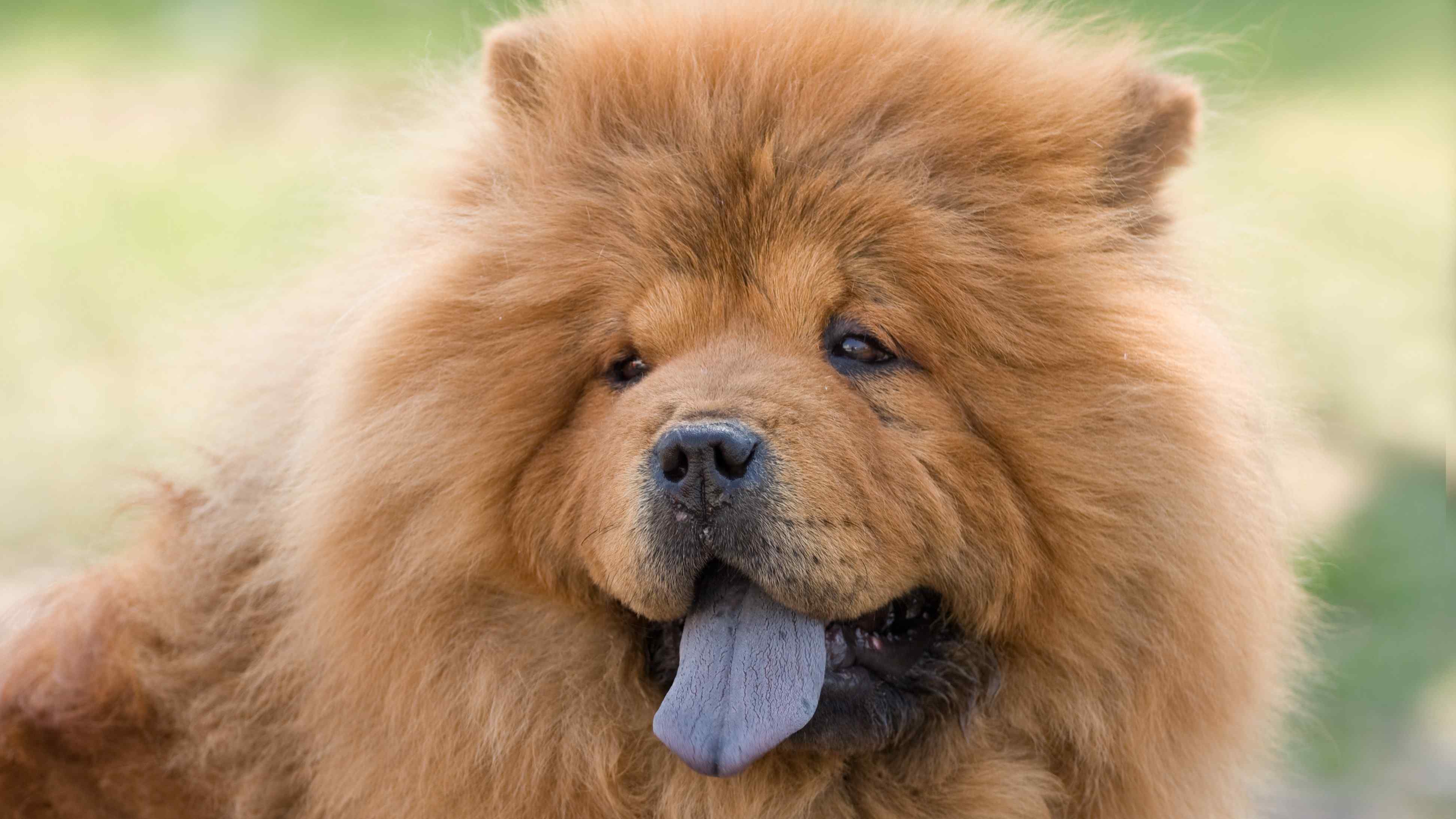 Pourquoi Les Chow Chow Ont La Langue Bleue Japhy