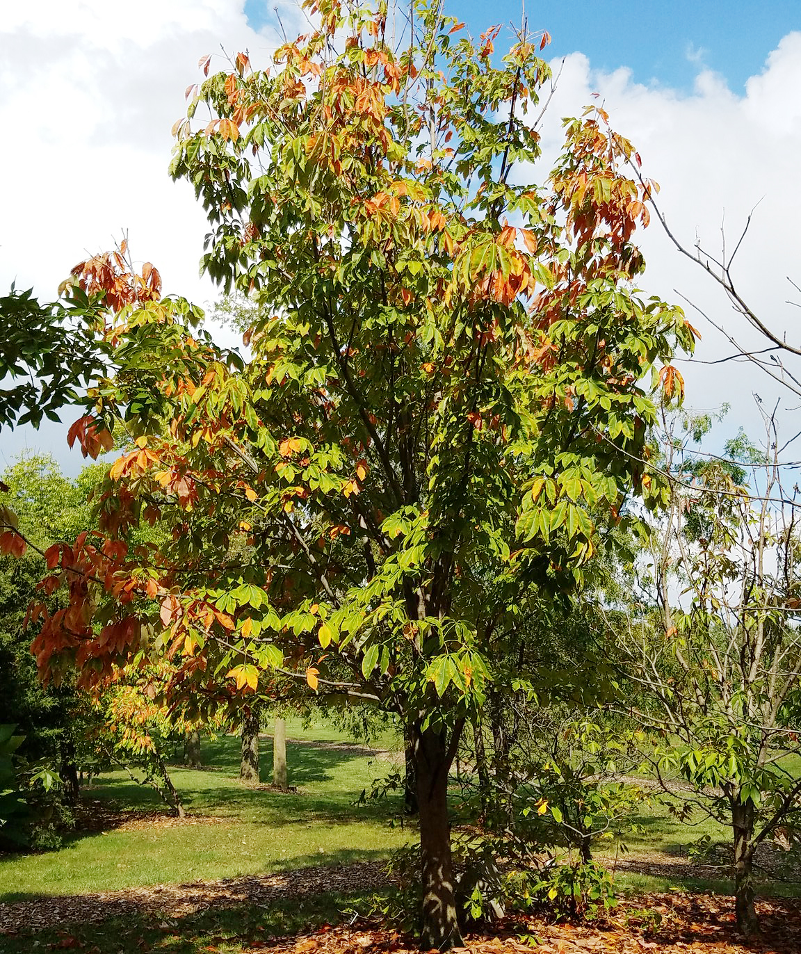 Best Trees To Plant Near Sewer Pipes Hero Plumbing