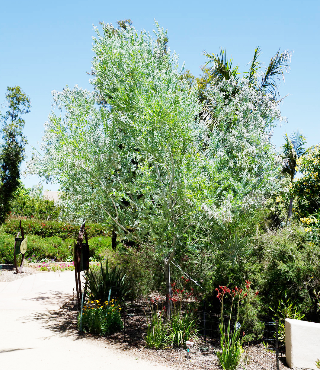 Best Trees To Plant Near Sewer Pipes Hero Plumbing