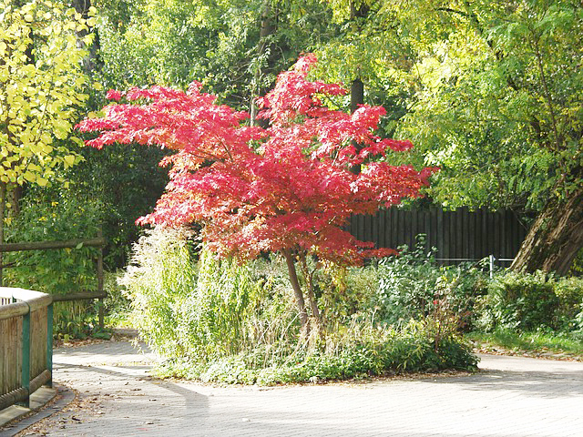 Best Trees To Plant Near Sewer Pipes | Hero Plumbing