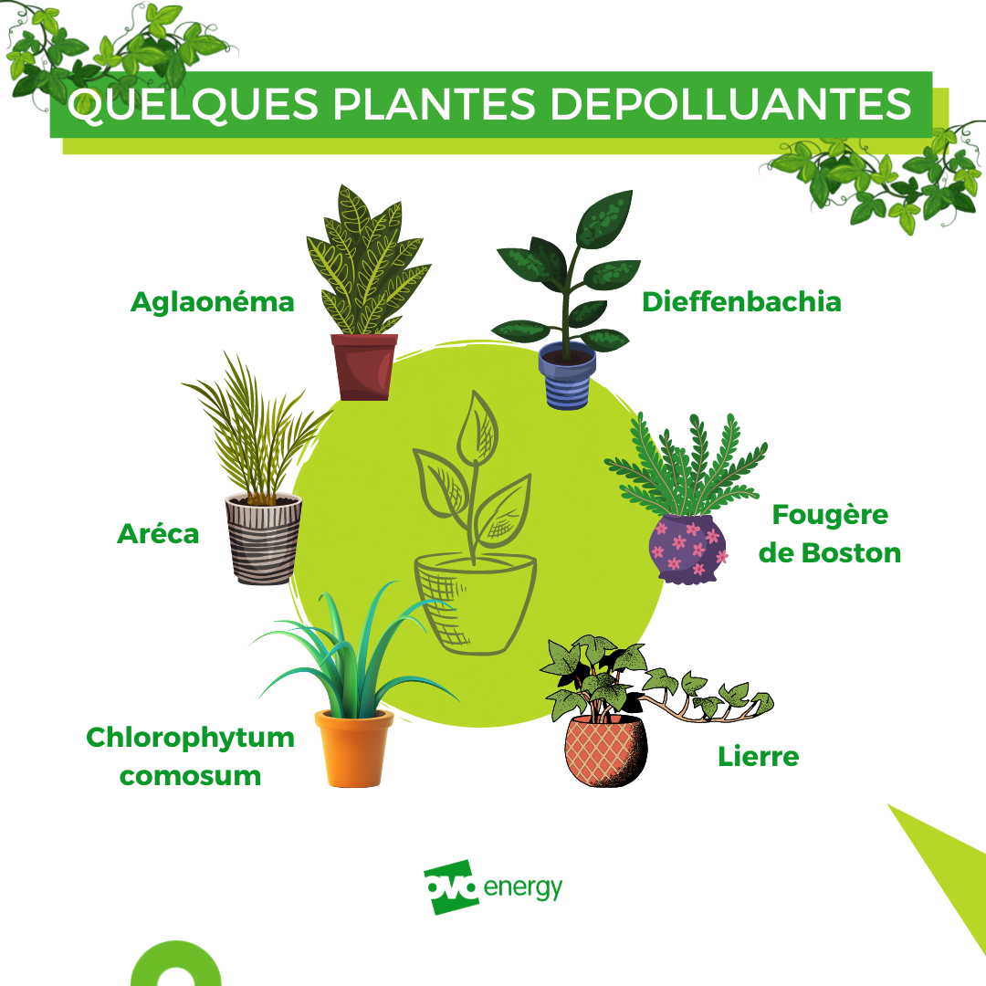 plantes-depolluantes