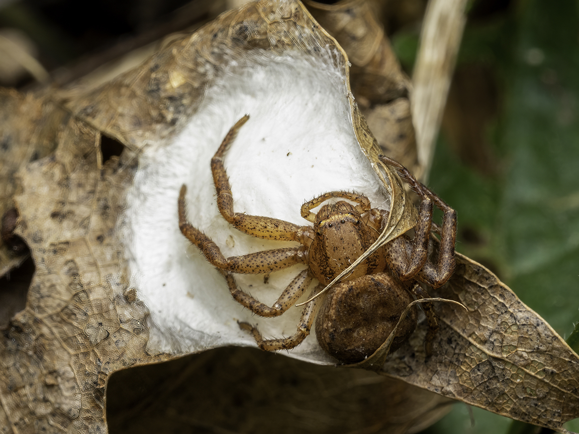 Comment Dit On Araignée En Anglais Les soins maternels – les sacs d'œufs d'araignées | NatureWeb.com