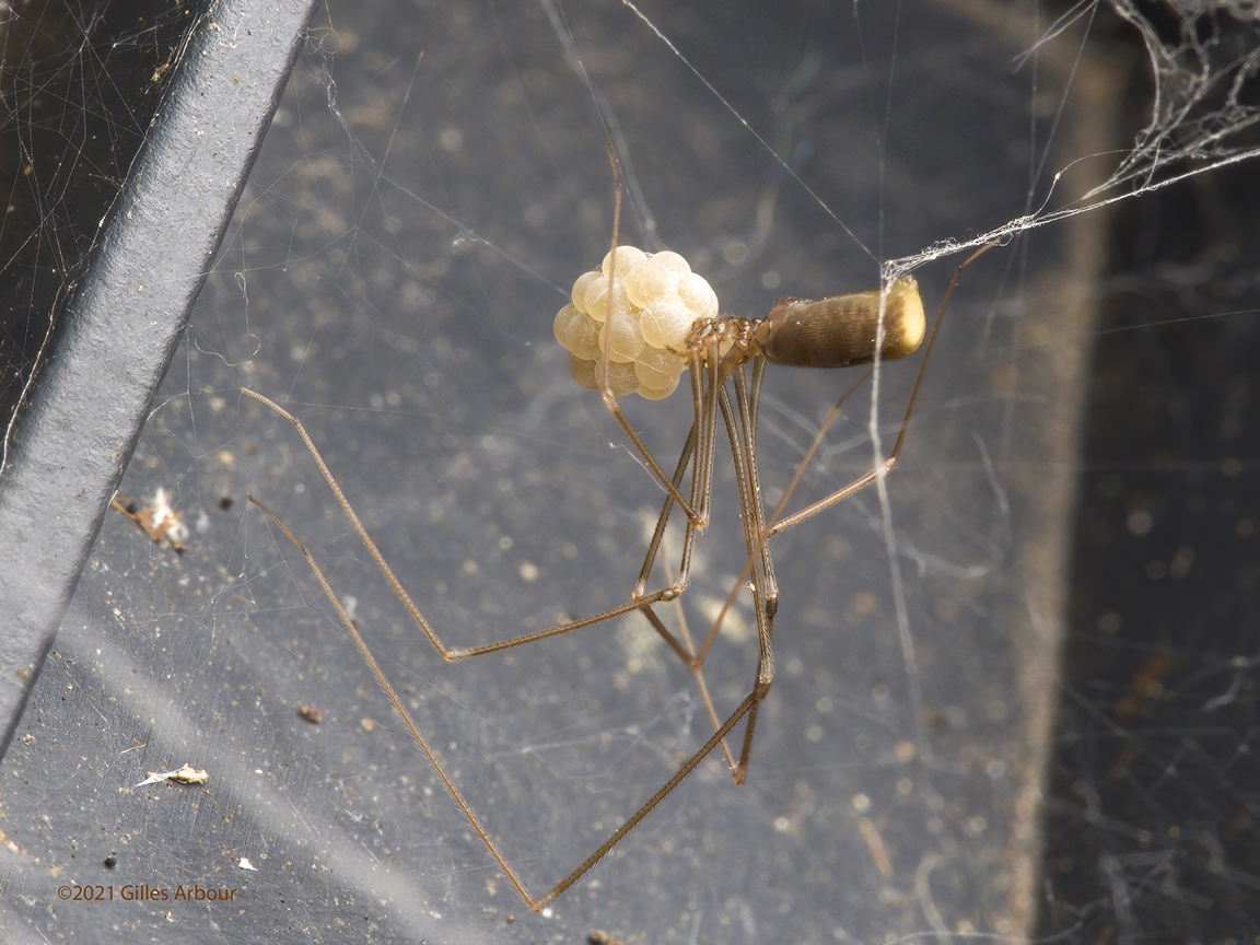 Les soins maternels les sacs d’œufs d