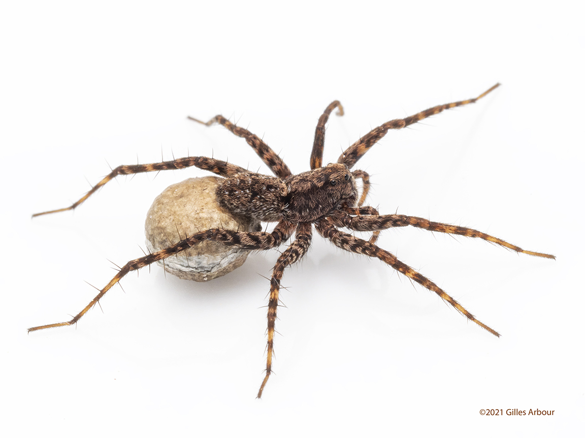 Les soins maternels les sacs d’œufs d